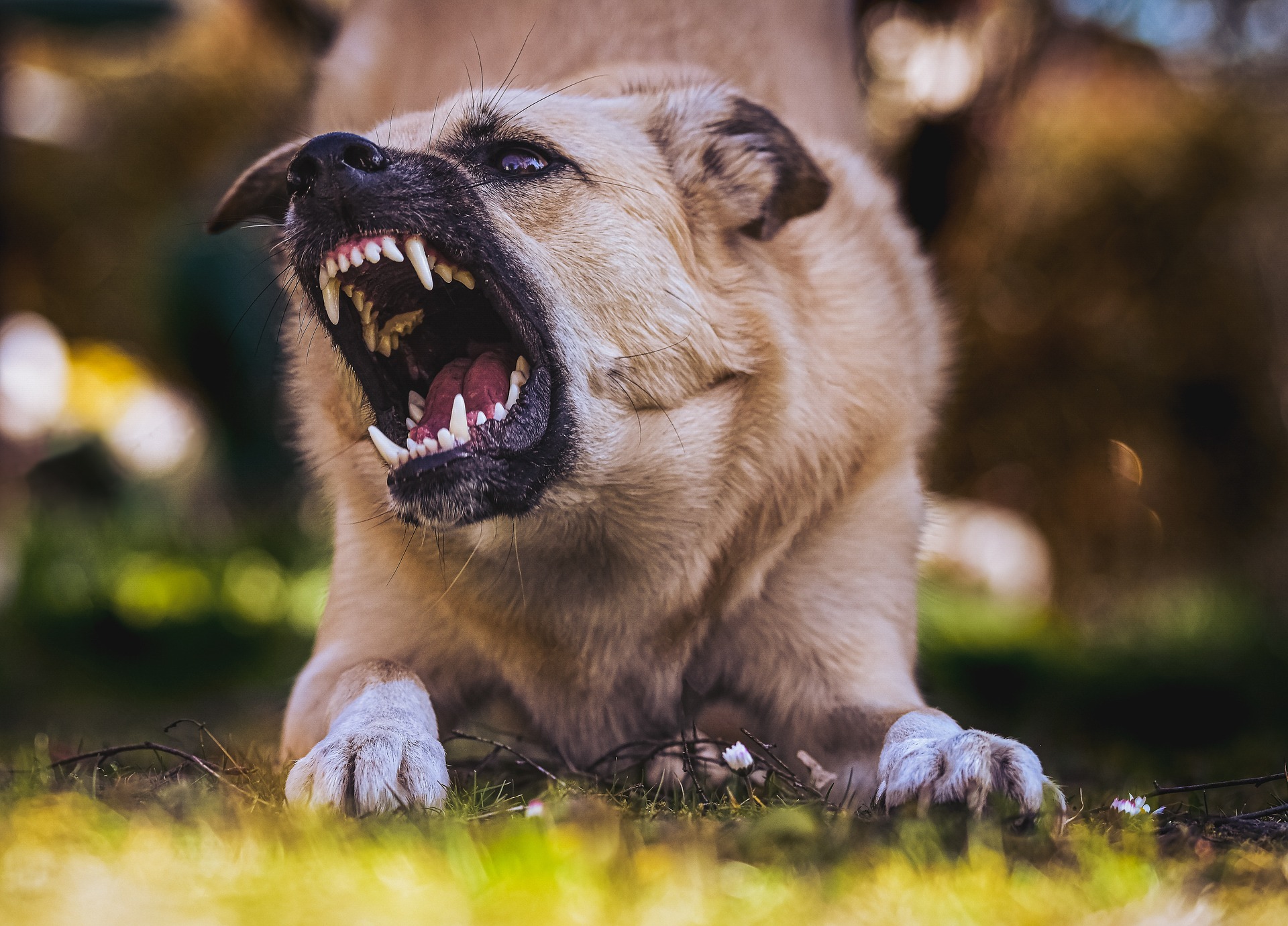 dog-bite-at-work-seattle-personal-injury-attorney